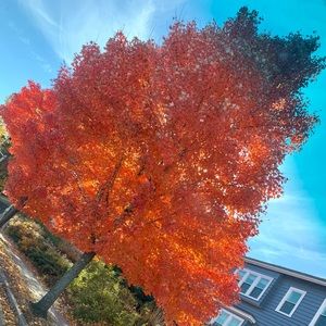 Meet your Posher, Rose